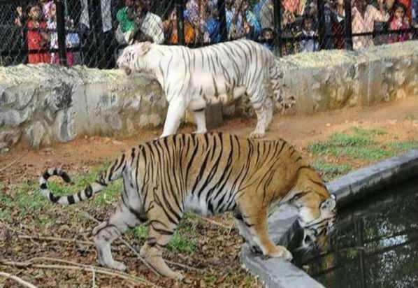 வண்டலூர் உயிரியல் பூங்காவில் நைட் சஃபாரி!! முதல்வர் ஆலோசனை!!