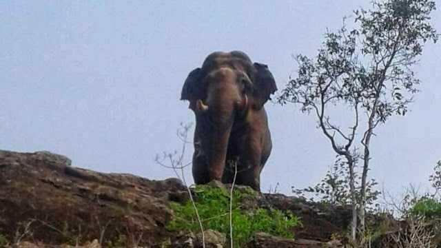 விடாமல் துரத்திய யானை! உயிரை கையில் பிடித்துக்கொண்டு ஓடிய இளைஞர்!!