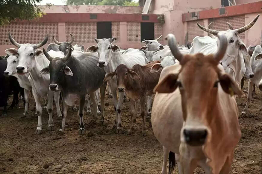 பசுவுக்கு பாலியல் வன்கொடுமை – 22 வயது இளைஞர் கைது!!