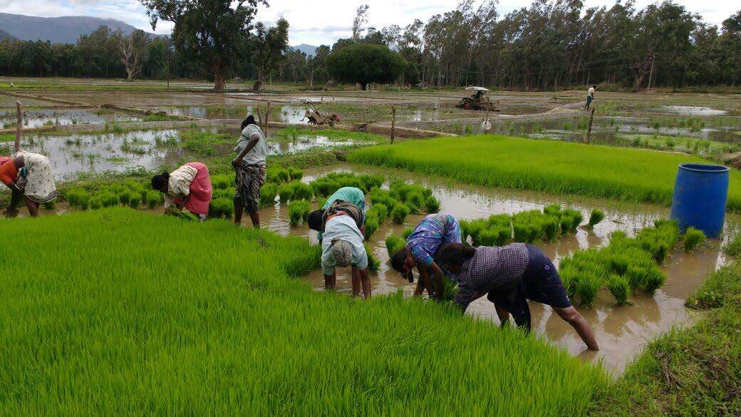 farmers
