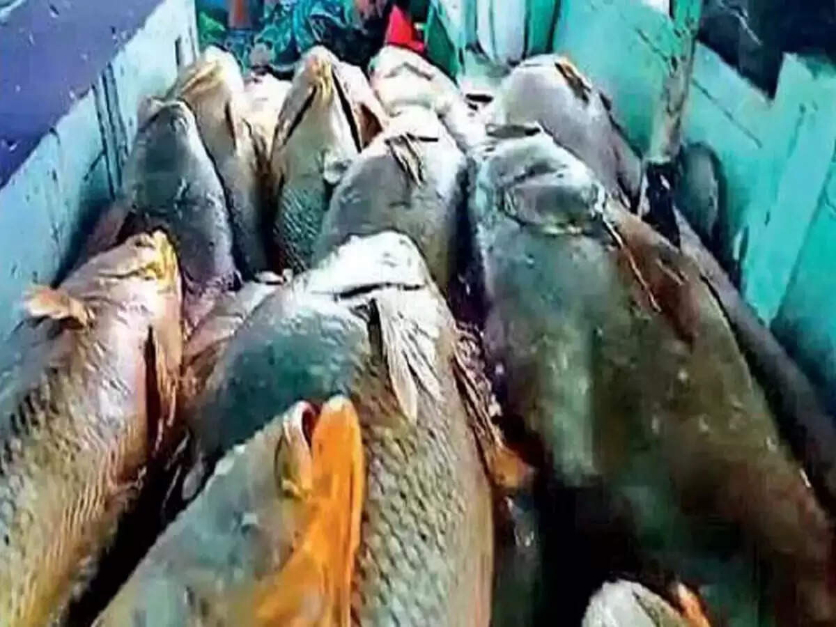 ஒரே இரவில் கோடீஸ்வரர் ஆன மீனவர் - வலையில் சிக்கிய அதிசய மீன்!