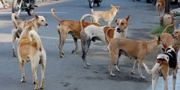 அடுத்தடுத்து மயங்கி விழுந்து 20 நாய்கள் உயிரிழப்பு.. அச்சத்தில் மக்கள் !!