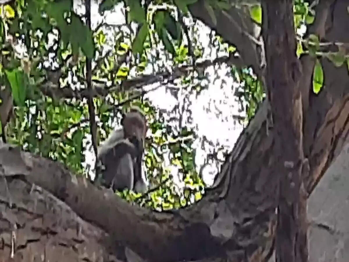 pud monkey1