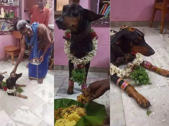 dog mdu