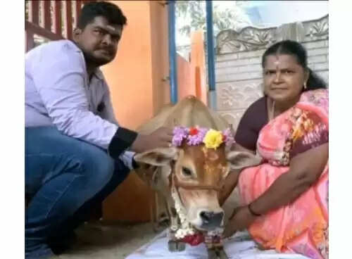 பெரும் நெகிழ்ச்சி.. பசு மாட்டுக்கு வளைகாப்பு விழா !! பெரும் நெகிழ்ச்சி.. பசு மாட்டுக்கு வளைகாப்பு விழா !!