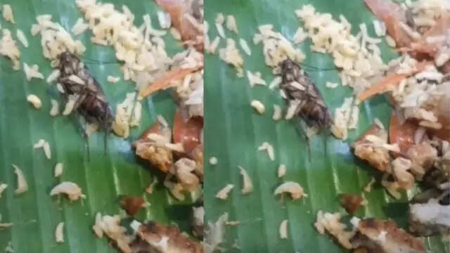 அட கொடுமையே..!! மட்டன் பிரியாணியில் கரப்பான் பூச்சி..!!