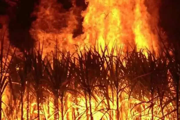 விளைவித்த கரும்புகளுக்கு தீ.. விரக்தியில் விவசாயி தற்கொலை..!