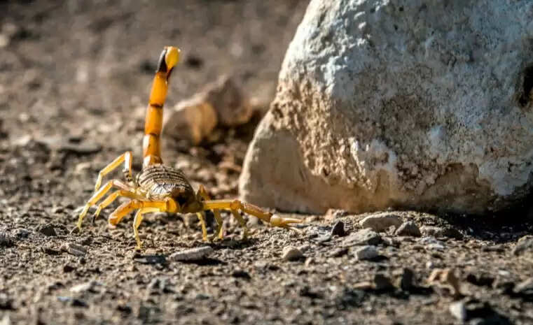 scorpion-egypt