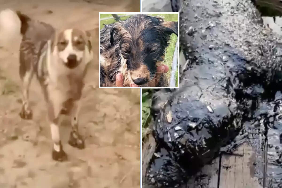 தாரில் சிக்கி உயிருக்குப் போராடிய குட்டி நாய்... காப்பாற்ற மனிதர்களை உதவிக்கு அழைத்த தாய் நாய்..! தாரில் சிக்கி உயிருக்குப் போராடிய குட்டி நாய்... காப்பாற்ற மனிதர்களை உதவிக்கு அழைத்த தாய் நாய்..!