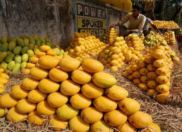 கார்பைடுக்கு பதில் எத்திரல்.. இனி, பயமின்றி மாம்பழம் சாப்பிடலாம்..!