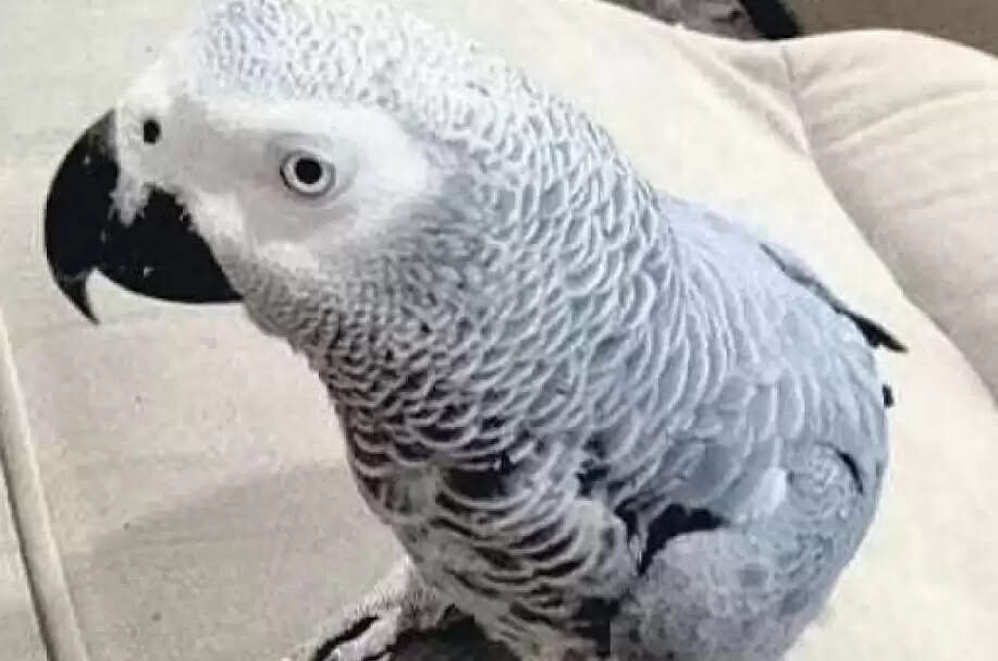 கிளியை கண்டுபிடித்து கொடுத்தால் ரூ.50,000 பரிசு!!