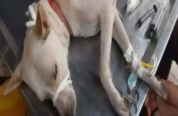 தெரு நாயின் ஆண் உறுப்பை துண்டாக்கிய சைக்கோ.. மக்கள் அதிர்ச்சி !!