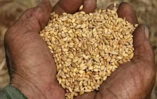 இந்திய கோதுமை ஏற்றுமதிக்கு தடை.. ஐக்கிய அரபு அமீரகம் அதிரடி உத்தரவு..!