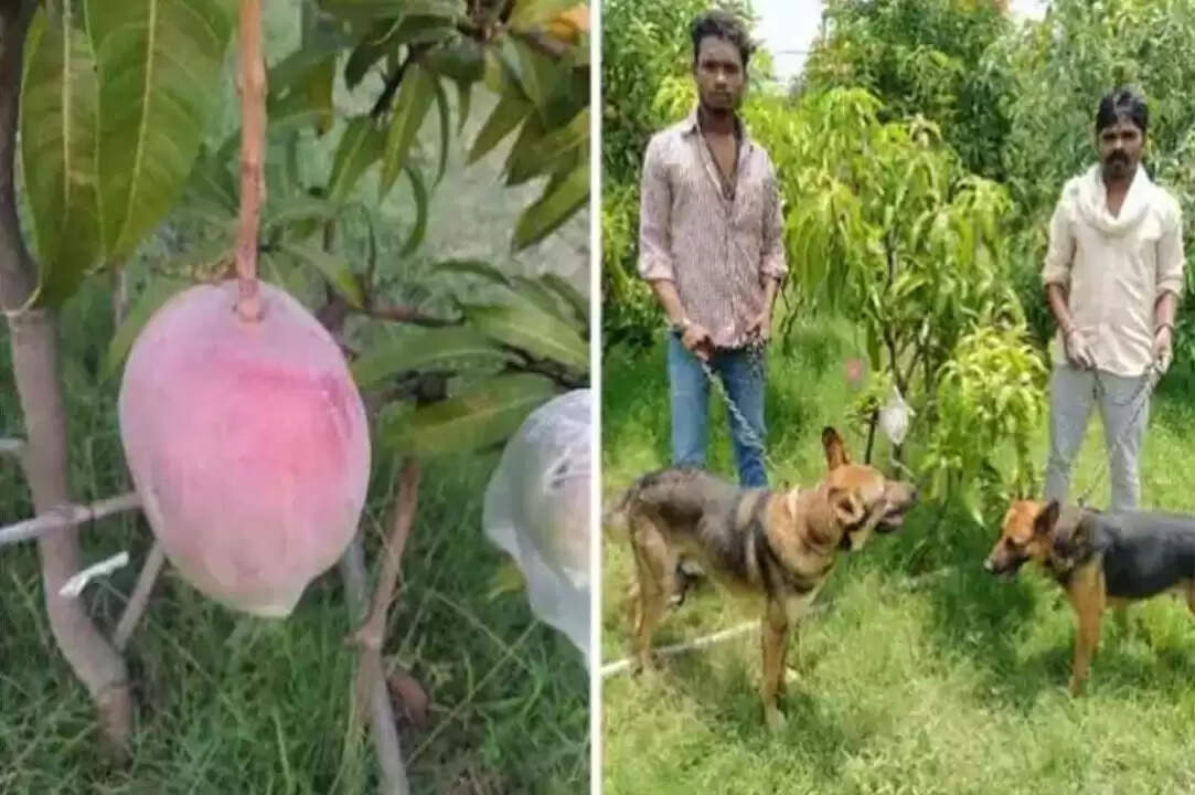 மத்திய பிரதேசத்தில் 7 மாம்பழங்களை பாதுகாக்க 4 காவலர்கள் 6 நாய்கள்..!