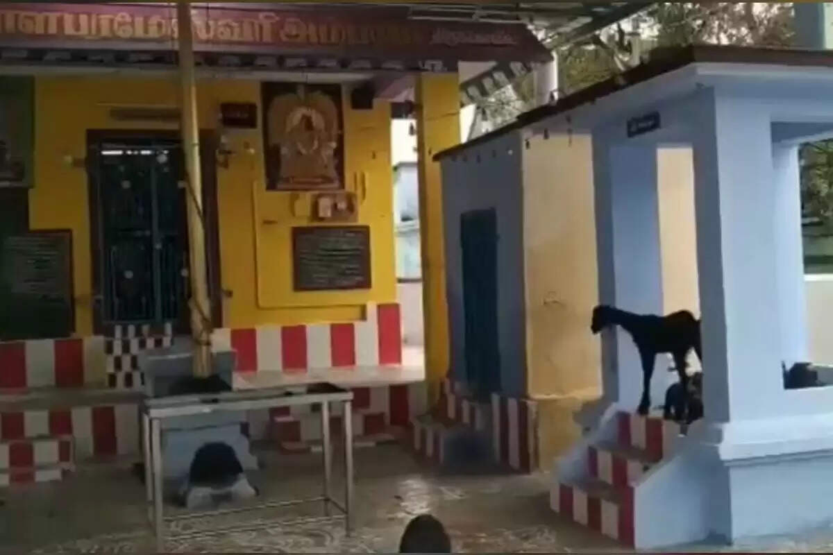 கோவிலில் மணி அடித்து அம்மனை வழிபடும் அதிசய ஆடு!! VIDEO கோவிலில் மணி அடித்து அம்மனை வழிபடும் அதிசய ஆடு!! VIDEO