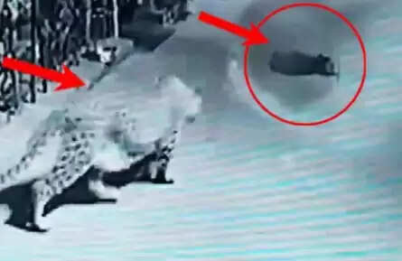 அதிர்ச்சி வீடியோ!! வீட்டு வாசலில் படுத்திருந்த நாயை தூக்கிச் செல்லும் சிறுத்தை!!