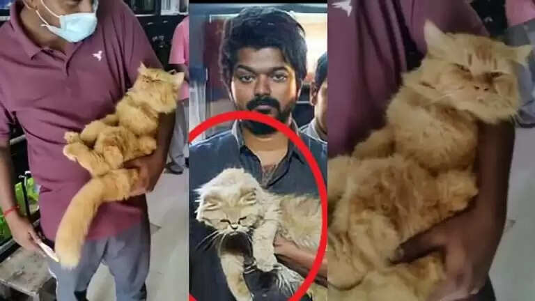 cat 1
