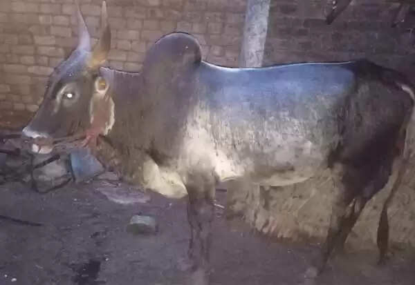 காளை மாட்டை காணோம்.. கண்டுபிடிச்சு தாங்க.. போலீசில் விவசாயி புகார்..!