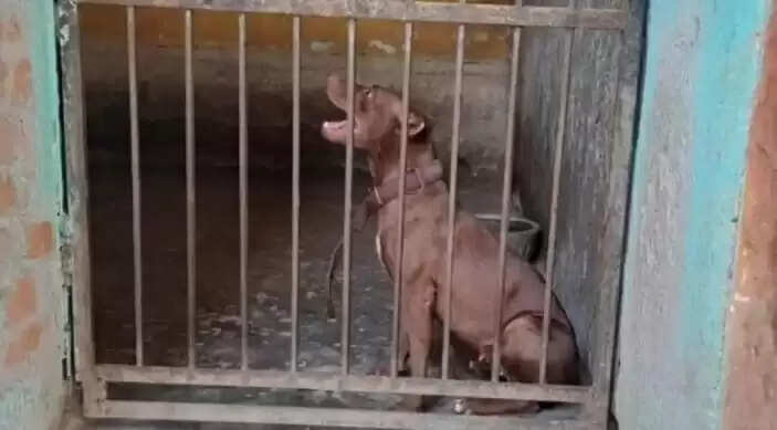 12 இடத்தில் கடித்து குதறிய நாய்.. மகன் பாசமாக வளர்த்த நாயால் உயிரிழந்த தாய் - வீடியோ !! 12 இடத்தில் கடித்து குதறிய நாய்.. மகன் பாசமாக வளர்த்த நாயால் உயிரிழந்த தாய் - வீடியோ !!