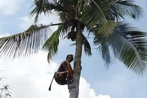 தென்னை மரம் ஏறுவோருக்கு ரூ.5 லட்சம் மதிப்பில் காப்பீட்டுத் திட்டம்.. சூப்பர் அறிவிப்பு ! தென்னை மரம் ஏறுவோருக்கு ரூ.5 லட்சம் மதிப்பில் காப்பீட்டுத் திட்டம்.. சூப்பர் அறிவிப்பு !