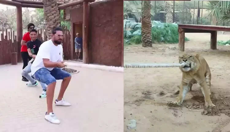 லைகர் விலங்குடன் கயிறு இழுக்கும் போட்டி நடத்திய யுவராஜ் சிங்..!