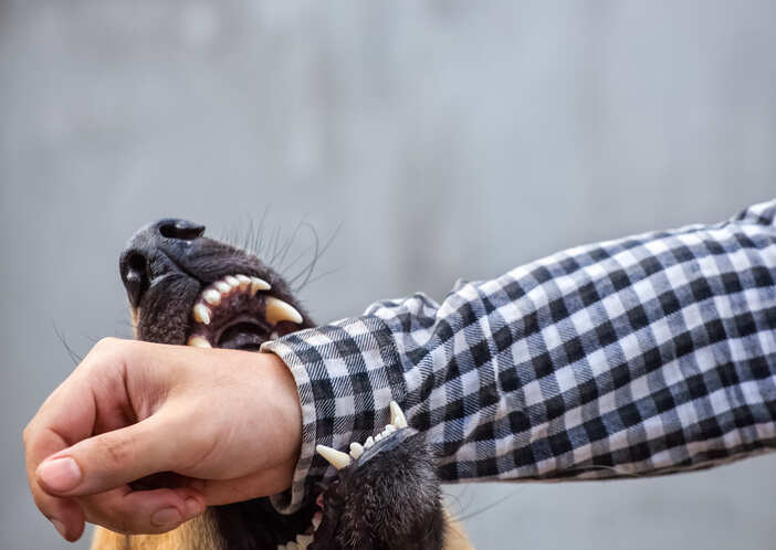 dog 