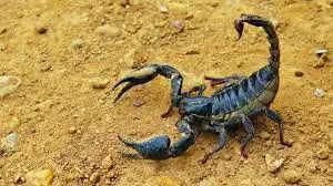 ஊருக்குள் படையெடுத்த தேள்கள் கொட்டியதில் 3 பேர் பலி- 500 பேருக்கு தீவிர சிகிச்சை !!