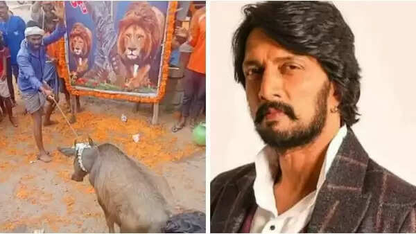 நடிகர் சுதீப் பிறந்த நாளில் மாட்டை பலி கொடுத்து ரத்தத்தை கட்-அவுட்டில் தெளித்த ரசிகர்களால் பரபரப்பு !