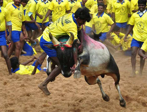 Jallikattu 1