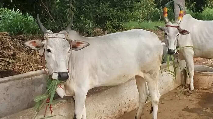 cow 2