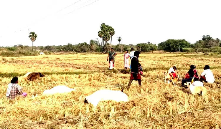 மேய்ச்சலுக்கு சென்றபோது சோகம்.. அறுந்து கிடந்த மின் கம்பியை மிதித்த 4 மாடுகள் பலி..!