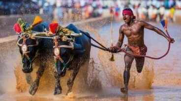 கர்நாடகாவில் பாரம்பரிய எருது பந்தயம்.. தண்ணீரில் சீறிபாய்ந்த எருதுகள்.. வீடியோ !!