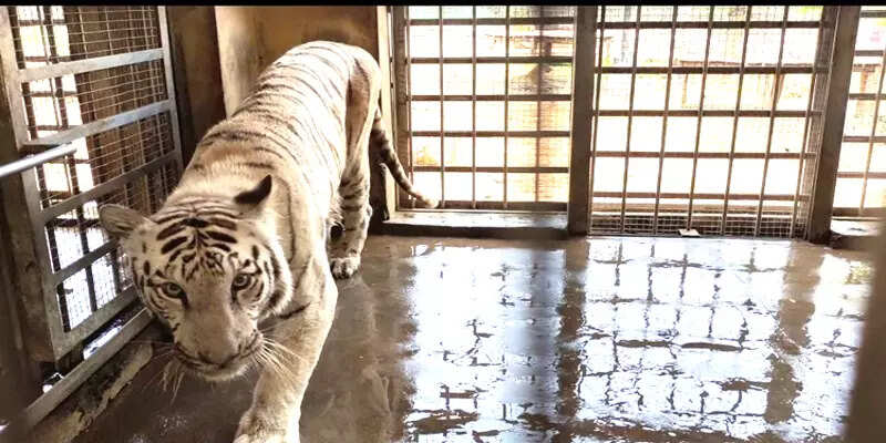white tiger