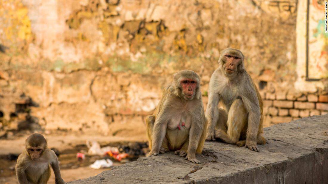 delhi monkey