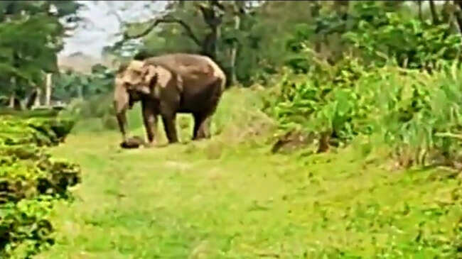 இறந்த குட்டியை கண்ணீருடன் தூக்கிச் செல்லும் தாய் யானை!! VIDEO