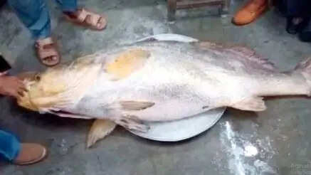 ஒரே நாளில் கோடீஸ்வரர் ஆன மீனவர்..!