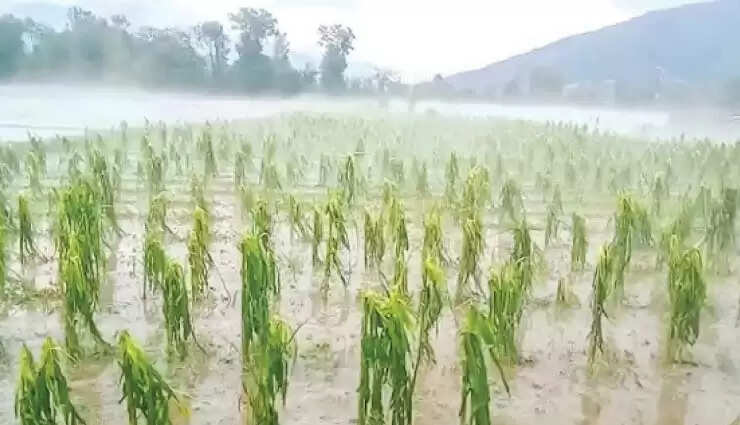 paddy 2