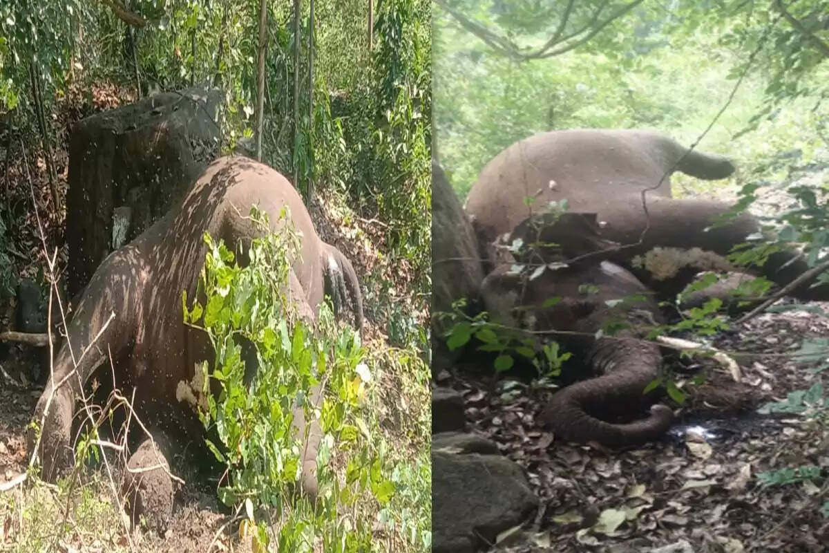 elephant