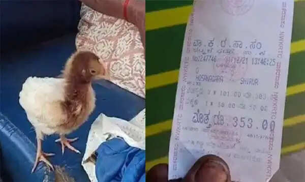‘கோழிக்குஞ்சு என்னவோ ரூ.10 தான்; ஆனா டிக்கெட் ரூ.50’..!!