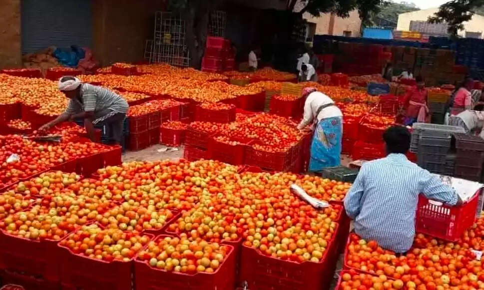 மணமக்களுக்கு தக்காளி பரிசாக வழங்கிய விஜய் மக்கள் இக்கம்!!