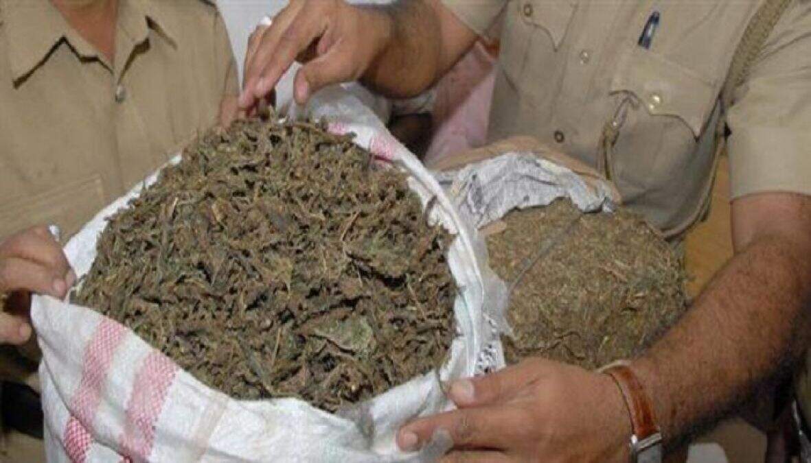 ganja
