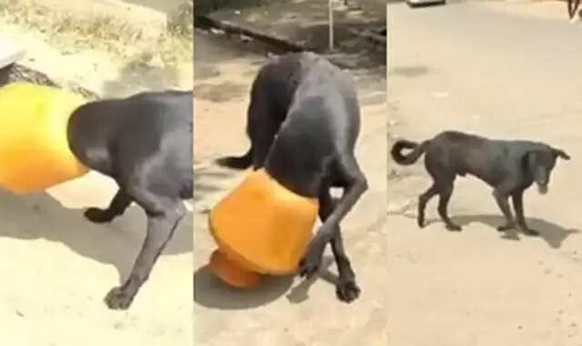 குடத்திற்குள் தலை சிக்கியதால் அவதிப்பட்ட நாய்!!