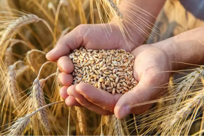 கோதுமை ஏற்றுமதிக்கு தடை விதித்தது இந்தியா.. காரணம் என்ன தெரியுமா..?
