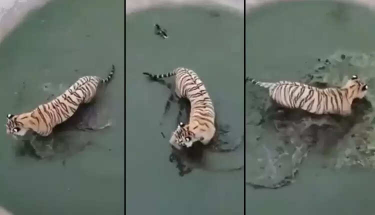 வாத்தை பிடிக்க முயலும் புலி... புலிக்கு டிமிக்கி கொடுக்கும் வாத்து!! தொழிலதிபர் ஆனந்த் மஹிந்திரா பகிர்ந்த வீடியோ