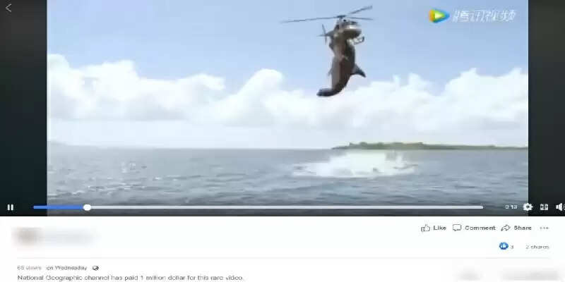 shark