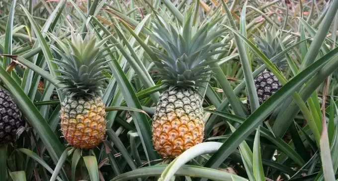 வங்கதேச பிரதமருக்கு அன்னாசி அனுப்புகிறார் திரிபுரா முதல்வர்..! : எதற்காக தெரியுமா..? வங்கதேச பிரதமருக்கு அன்னாசி அனுப்புகிறார் திரிபுரா முதல்வர்..! : எதற்காக தெரியுமா..?