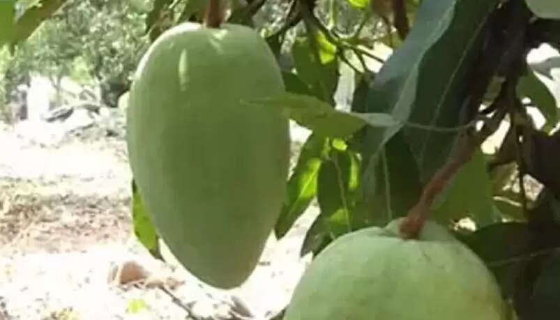 ஒரு மாம்பலத்தின் விலை ரூ.2,000.. போட்டிப்போட்டு ஆர்டர் கொடுக்கும் மக்கள் !!