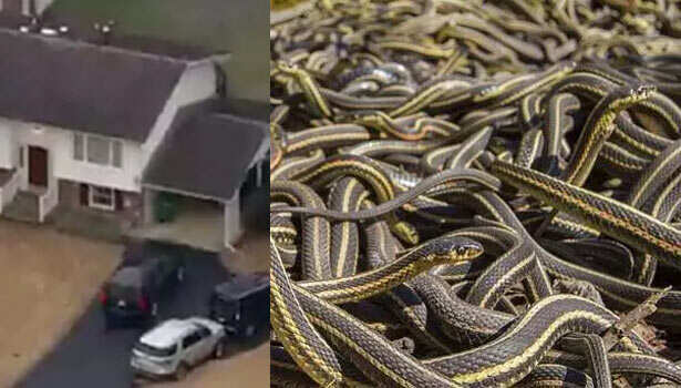 snakes 1