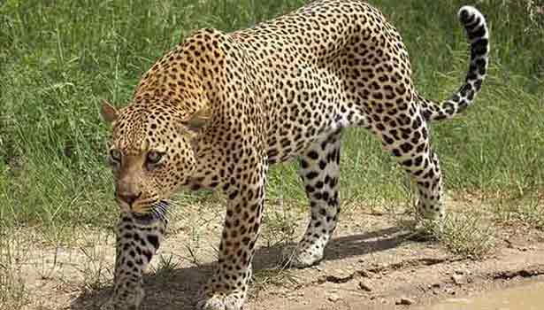 சிறுத்தை நடமாட்டத்தால் பீதியில் கிராம மக்கள் !!