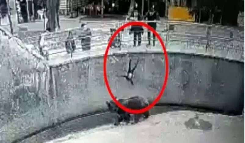 கரடி வளையத்துக்குள் குழந்தையை வீசிய கொடூர தாய் ! - கதிகலங்க வைக்கும் வீடியோ !